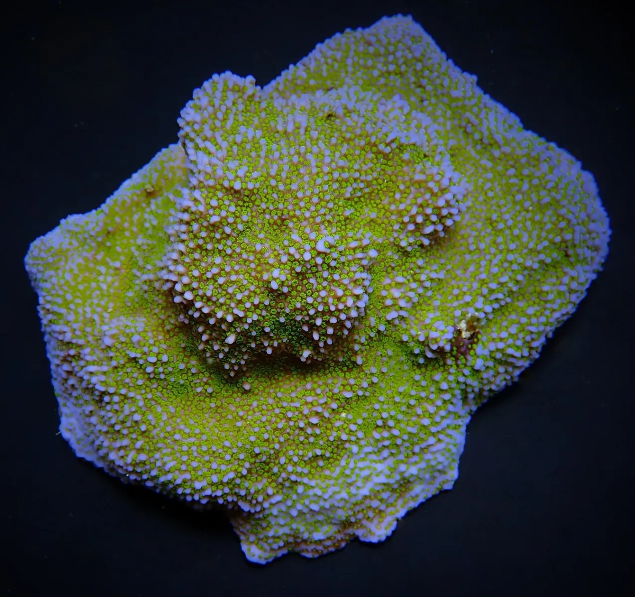 Montipora spp. (Encrusting) (Green polyp) | L