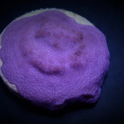 Montipora spp. (Encrusting) (Purple-Blue) | T