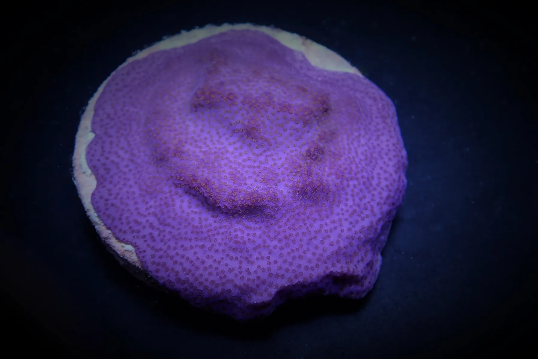 Montipora spp. (Encrusting) (Purple-Blue) | T