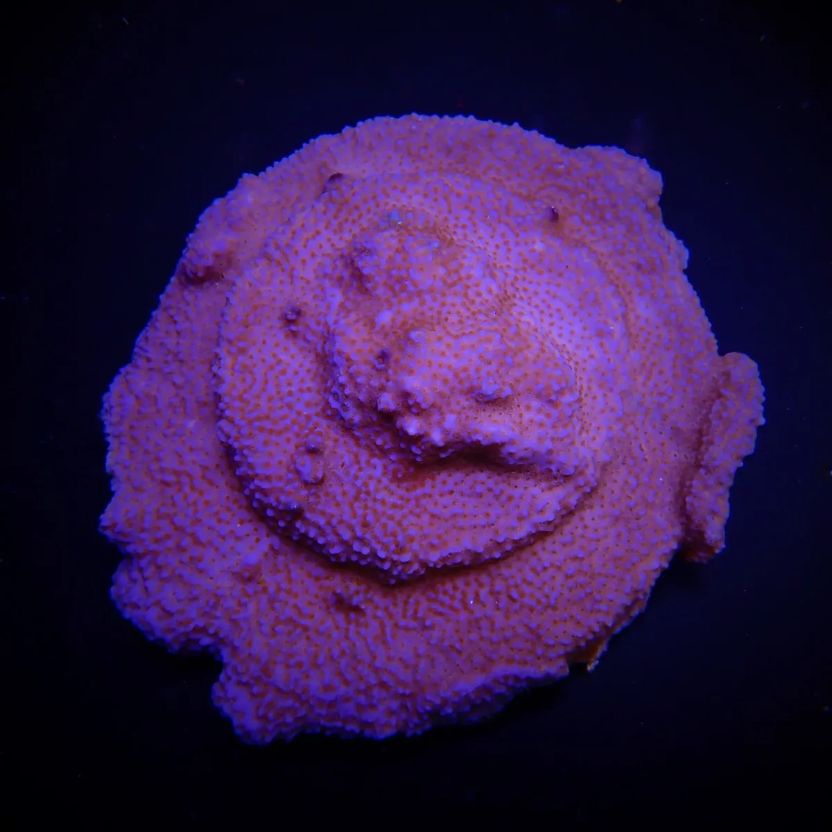 Montipora spp. (Encrusting) (Red polyp) | T