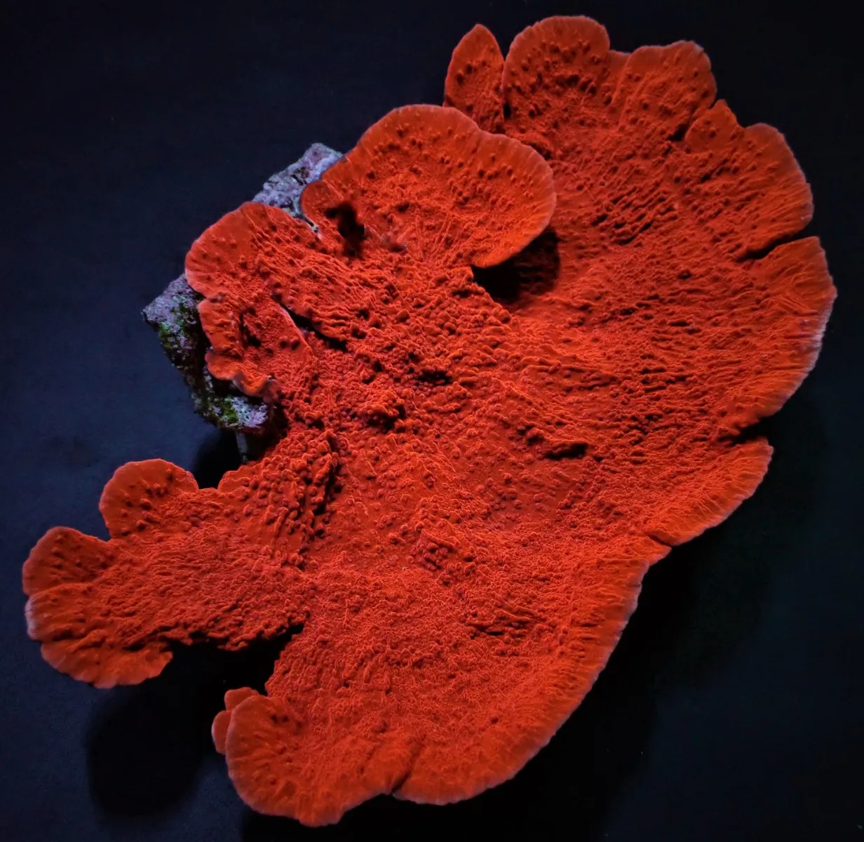 Montipora spp. (Laminar) (Orange-Red) | S