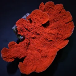 Montipora spp. (Laminar) (Orange-Red) | XL