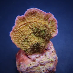 Montipora spp. (Laminar) (Pink Edge) | T