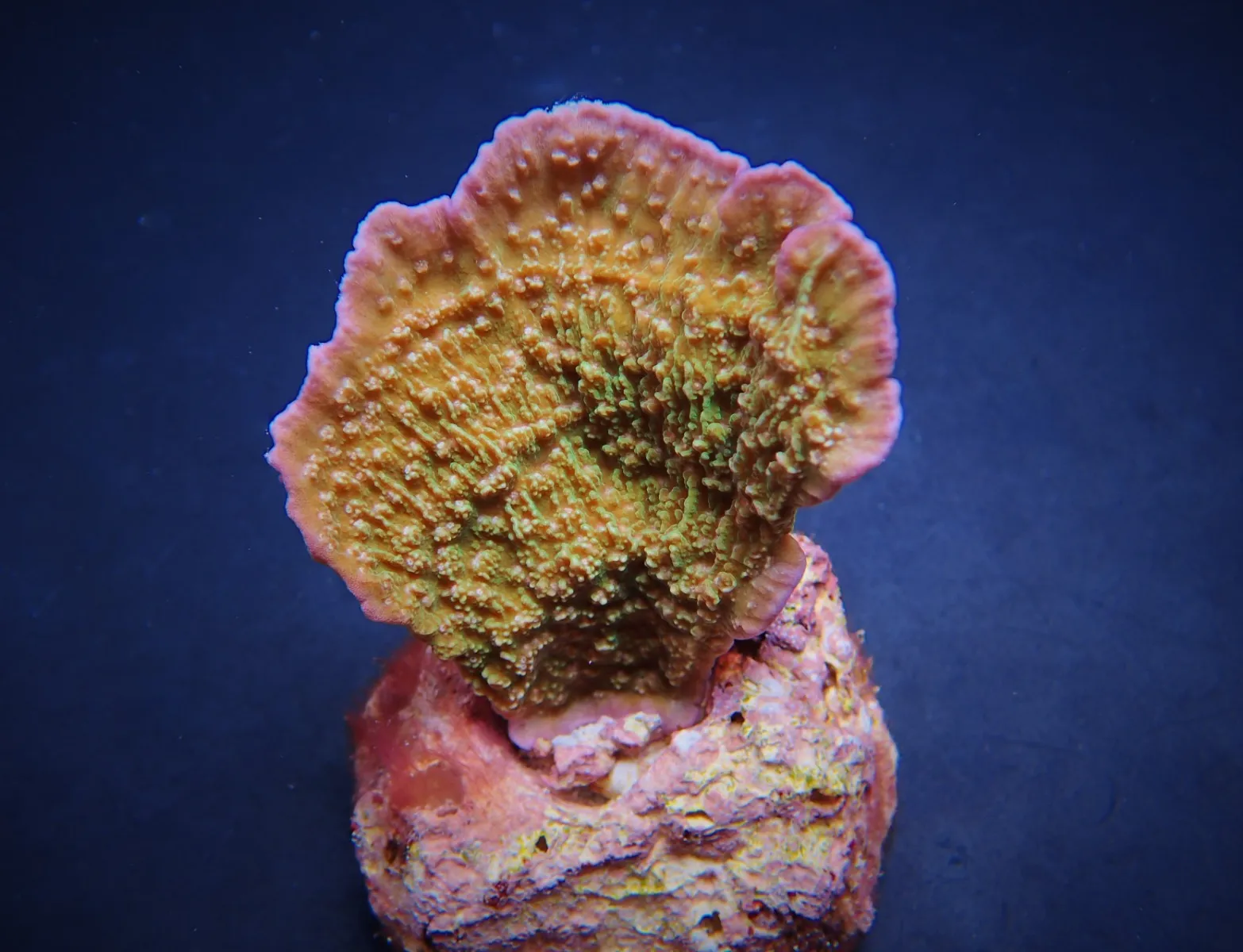 Montipora spp. (Laminar) (Pink Edge) | XL