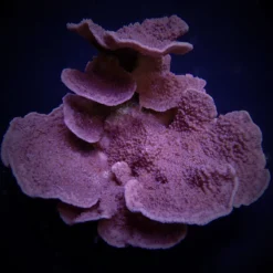Montipora spp. (Laminar) (Purple-Blue) | T