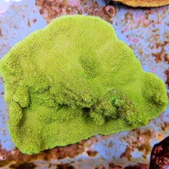 Montipora spp. (Premium) | M