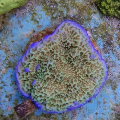 Montipora undata | S