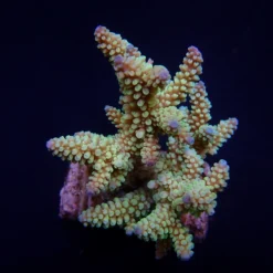 Acropora nasuta | L