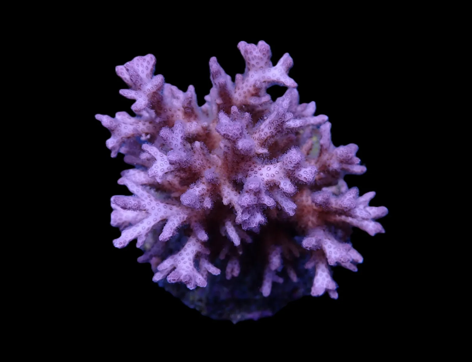 Pocillopora acuta | M