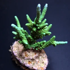 Acropora parilis | S