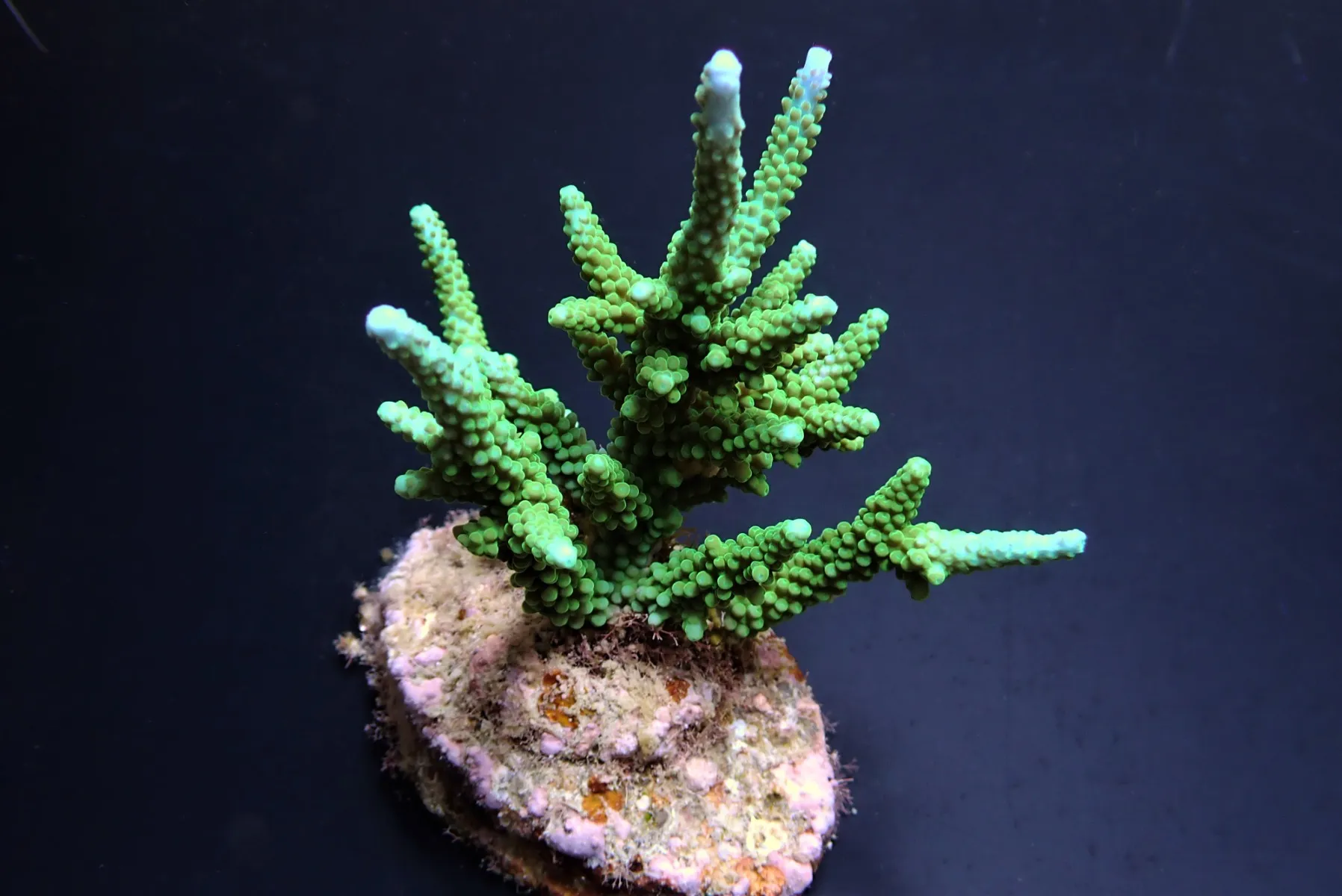 Acropora parilis | M