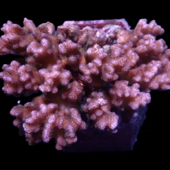 Pocillopora damicornis (Pink) | S