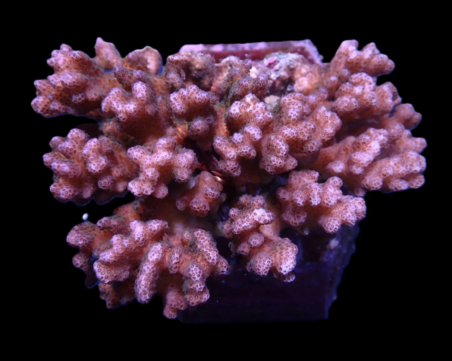 Pocillopora damicornis (Pink) | S