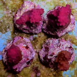 Pocillopora eydouxi (Pink) | T