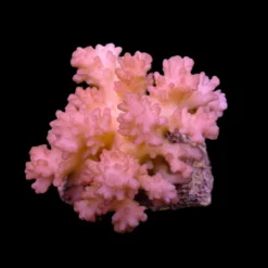 Pocillopora verrucosa (Pink) | T