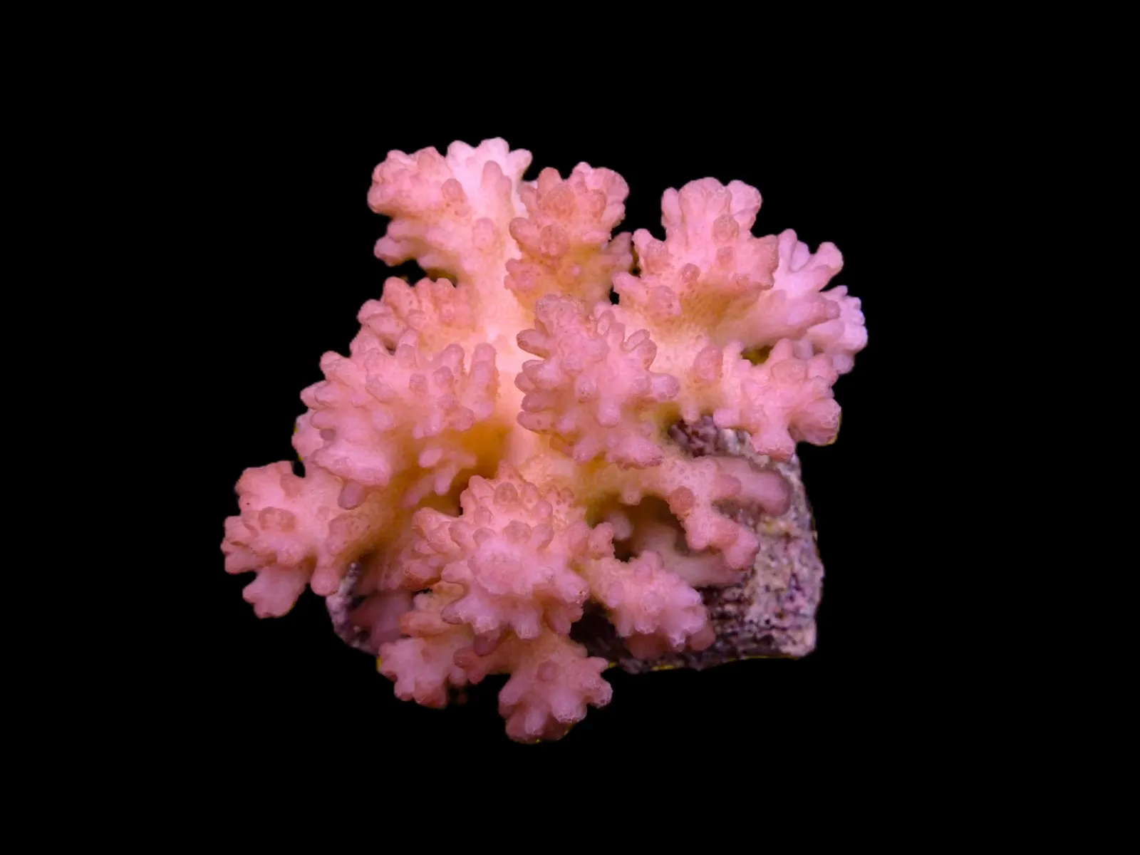 Pocillopora verrucosa (Pink) | S