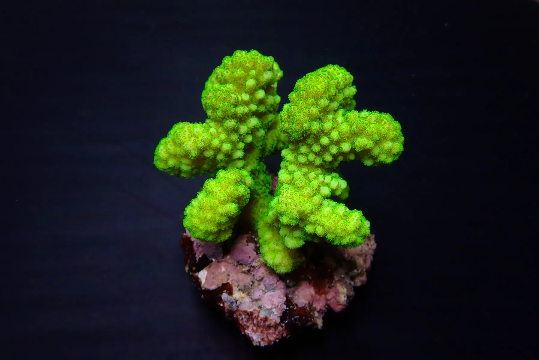 Pocillopora verrucosa (Yellow-Green) | S