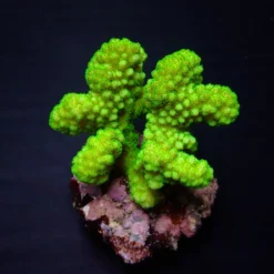 Pocillopora verrucosa (Yellow-Green) | L