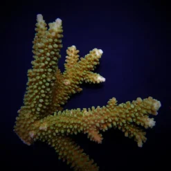 Acropora robusta | L