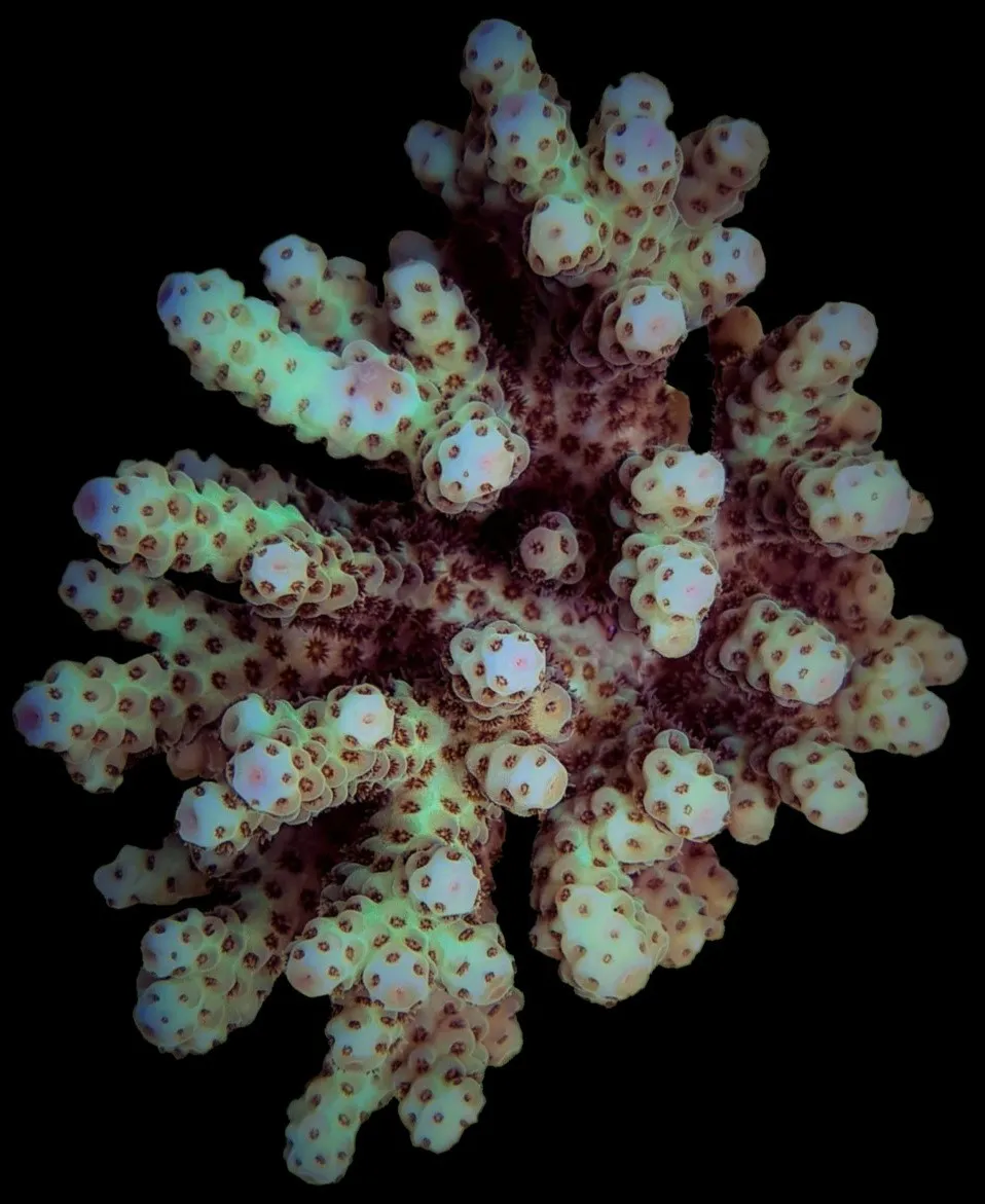 Acropora sarmentosa | S