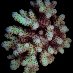 Acropora sarmentosa | M