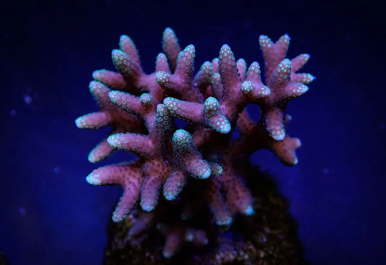 Seriatopora caliendrum (Pink) (Fiji/Tonga) | T