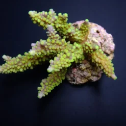 Acropora secale | T