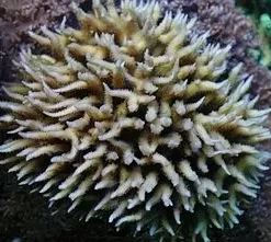 Seriatopora hystrix (Green) | S
