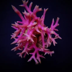 Seriatopora hystrix (Pink) | T