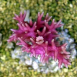 Seriatopora hystrix (Pink) | L
