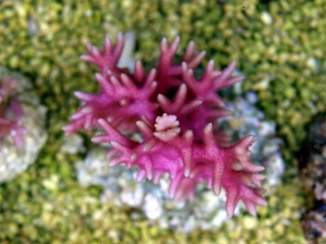 Seriatopora hystrix (Pink) | XXL