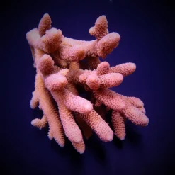 Acropora spathulata | L