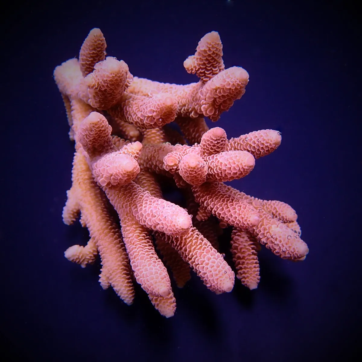 Acropora spathulata | L
