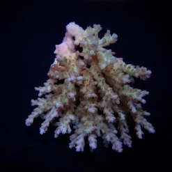 Acropora spp. (Coral Sea) | L