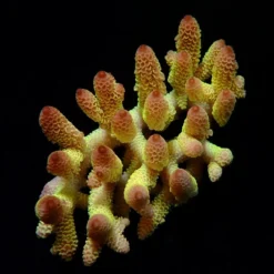 Acropora spp. (Coral Sea) (Ultra) (Special Selected) | XXL
