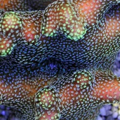 Stylophora pistillata (Green polyp) | S