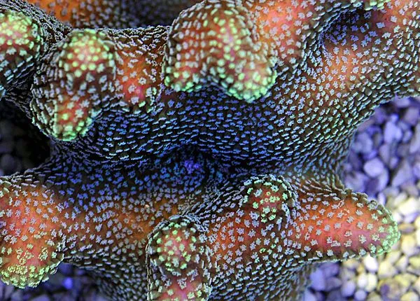 Stylophora pistillata (Green polyp) | S