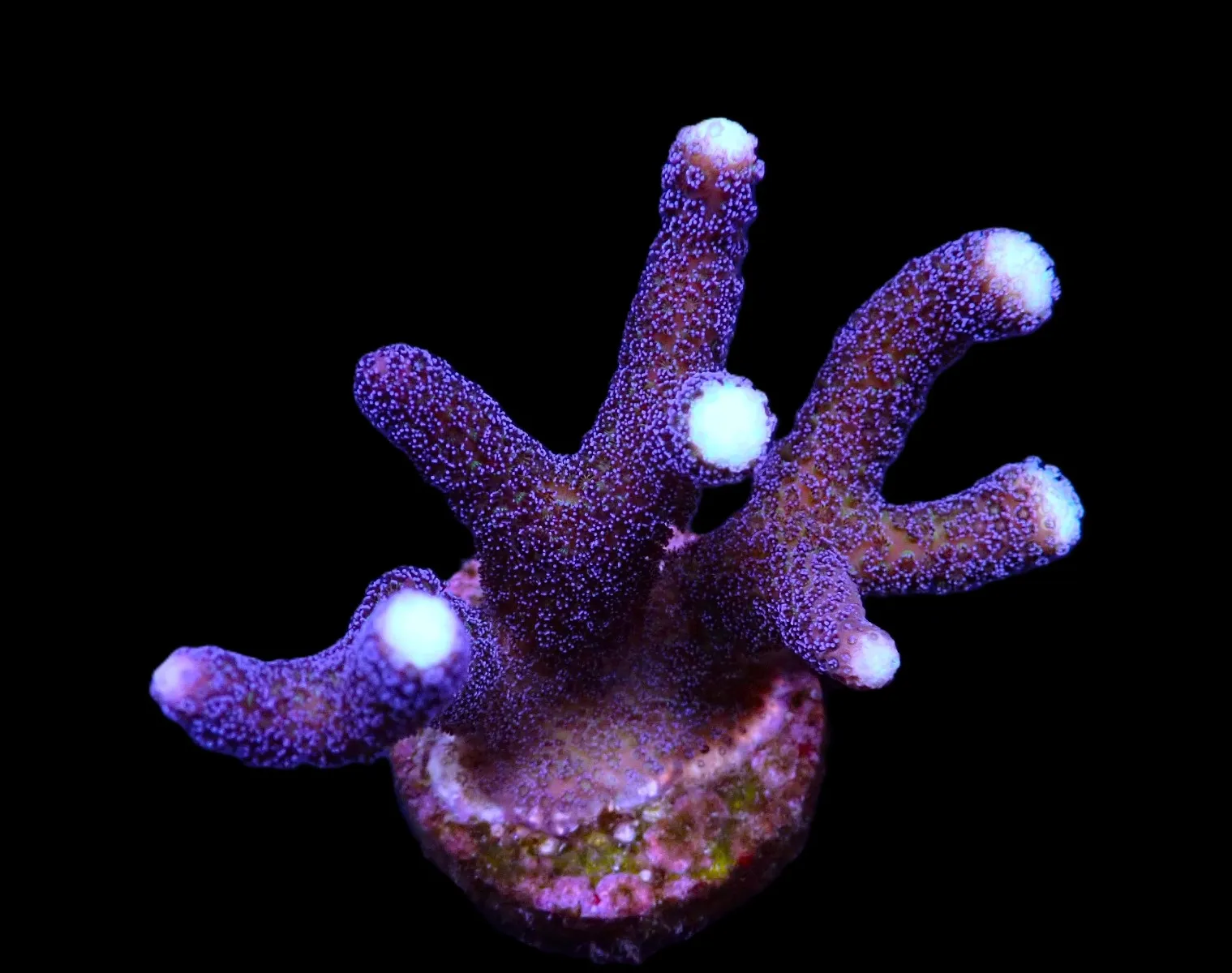 Stylophora pistillata (Milka) | L