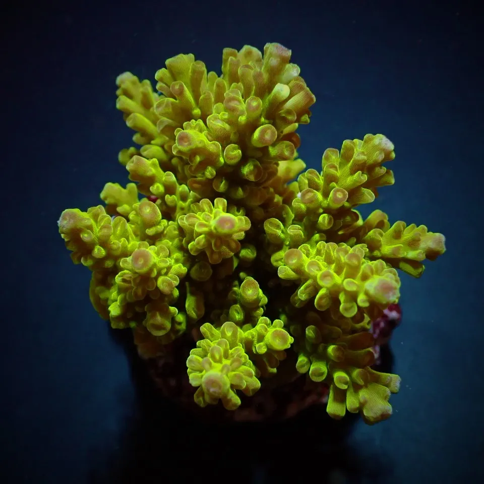 Acropora spp. (Maricultured) (Premium) | M
