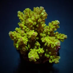 Acropora spp. (Maricultured) (Premium) | L
