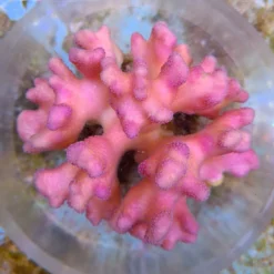 Stylophora pistillata (Pink) | T