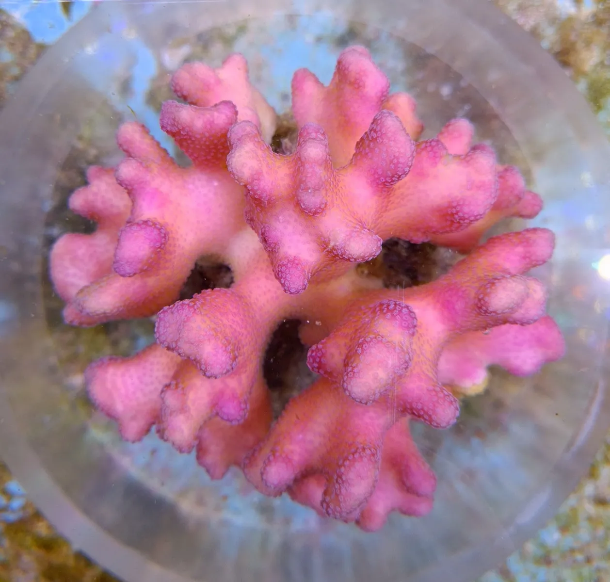 Stylophora pistillata (Pink) | XL
