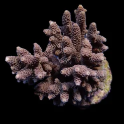 Acropora spp. (Cream-Common) | L
