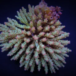 Acropora subulata | M