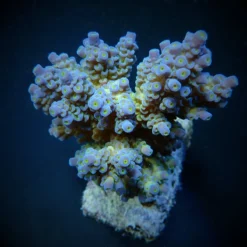 Acropora tenuis (Blueish) | S