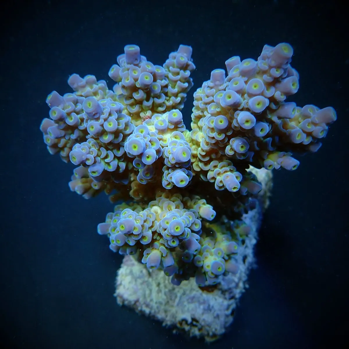 Acropora tenuis (Blueish) | M