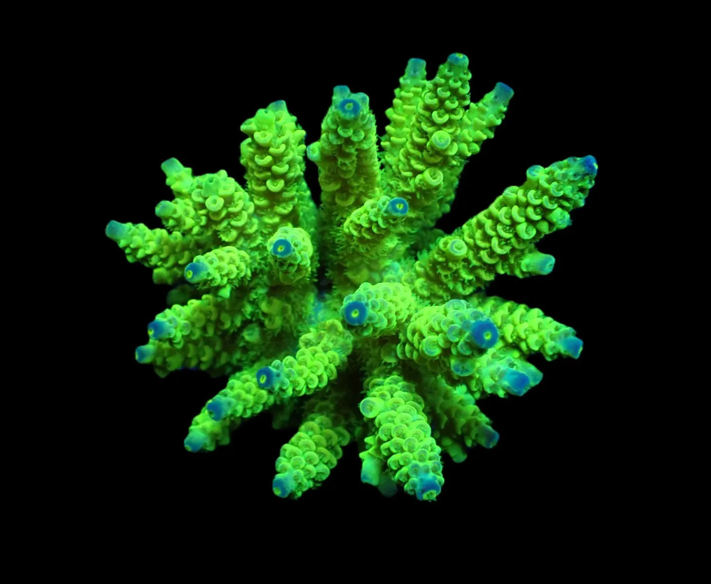 Acropora tenuis (Greenish) | S