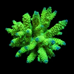 Acropora tenuis (Greenish) | L