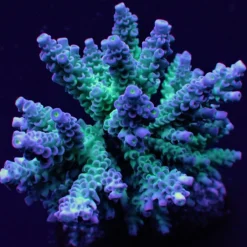 Acropora tenuis (Grade A) | S