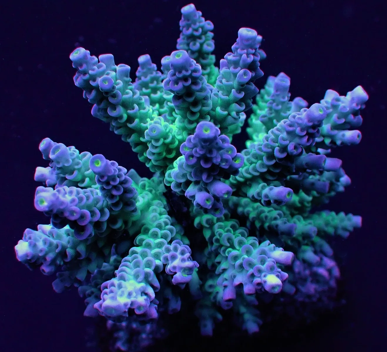 Acropora tenuis (Grade A) | M